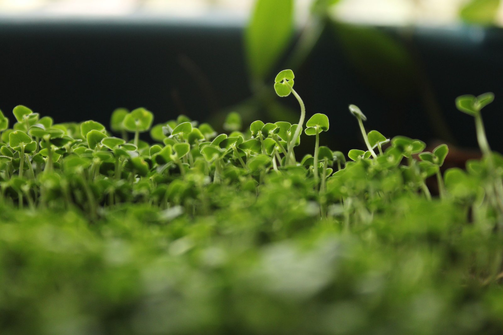 Fresh young microgreens growing indoors