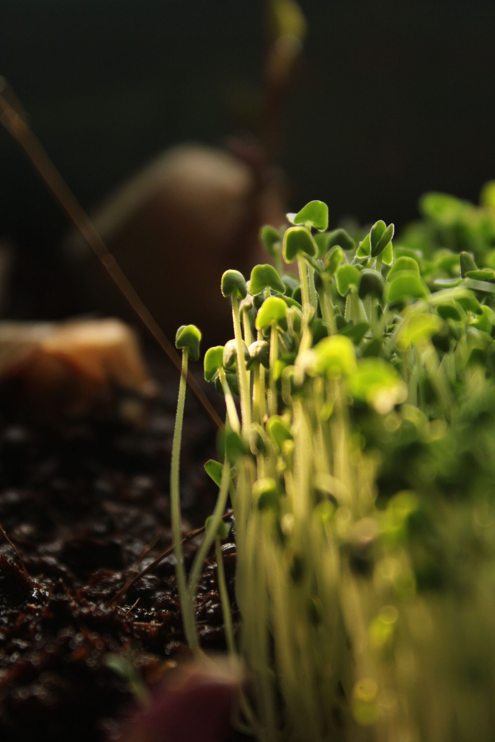 Young seedlings at the growing surface