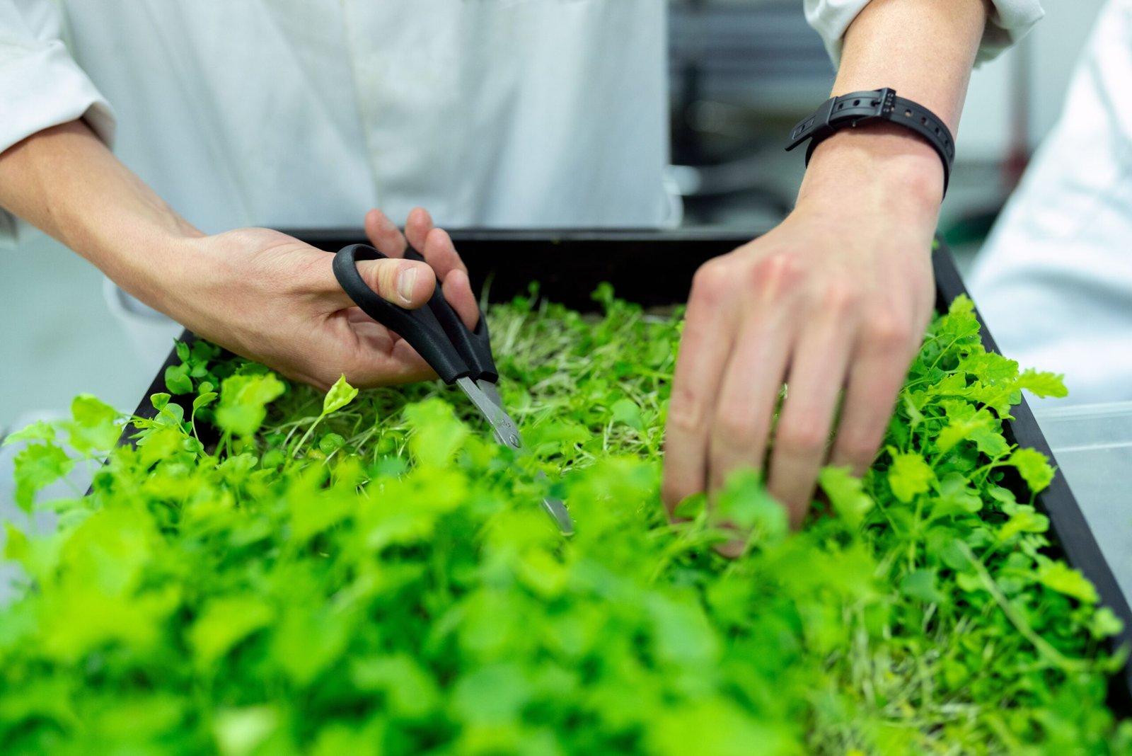 Hands harvesting microgreens with scissors in a controlled growing space