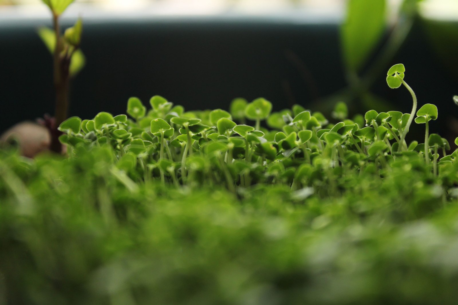 Low-angle view of vigorous radish-style microgreens