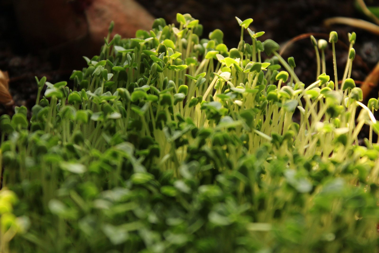 How to Grow Basil Microgreens