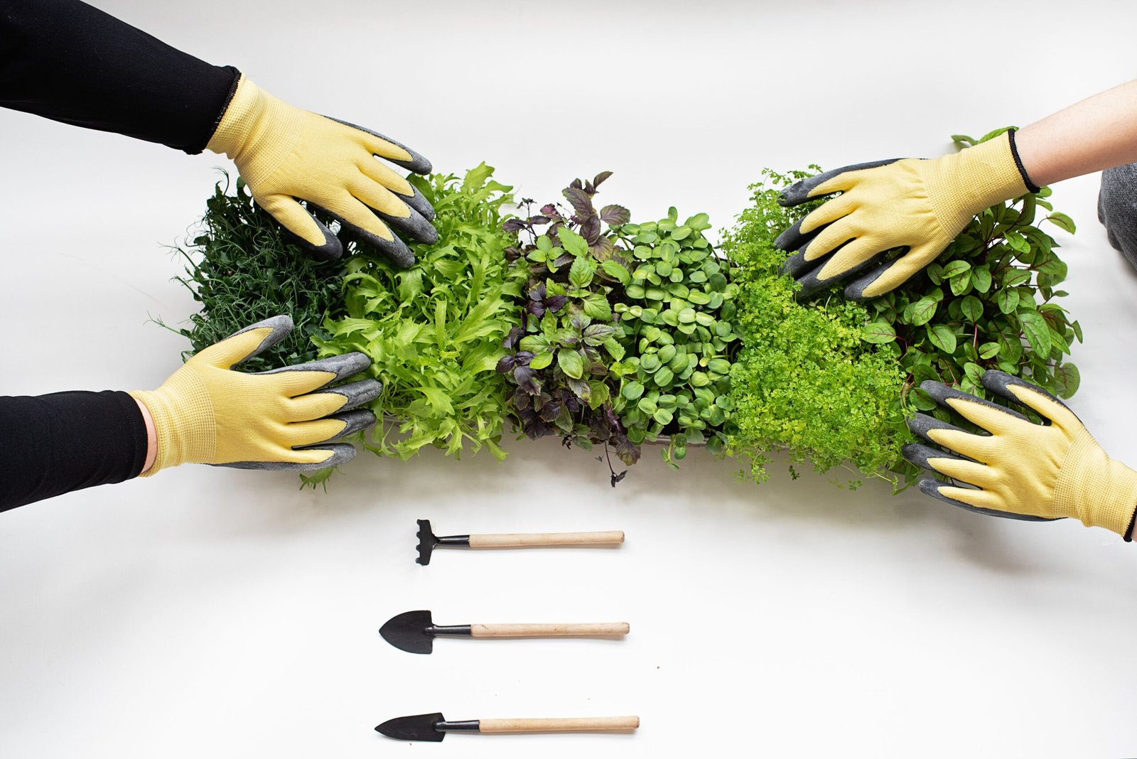 Fresh microgreens with small gardening tools