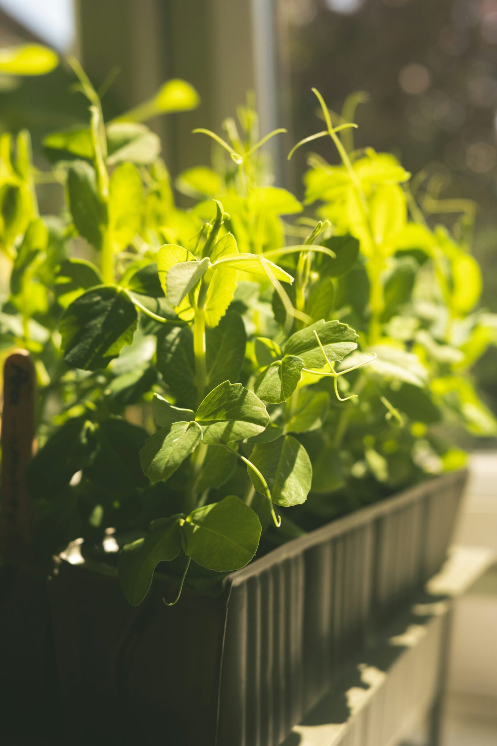 Young pea shoots