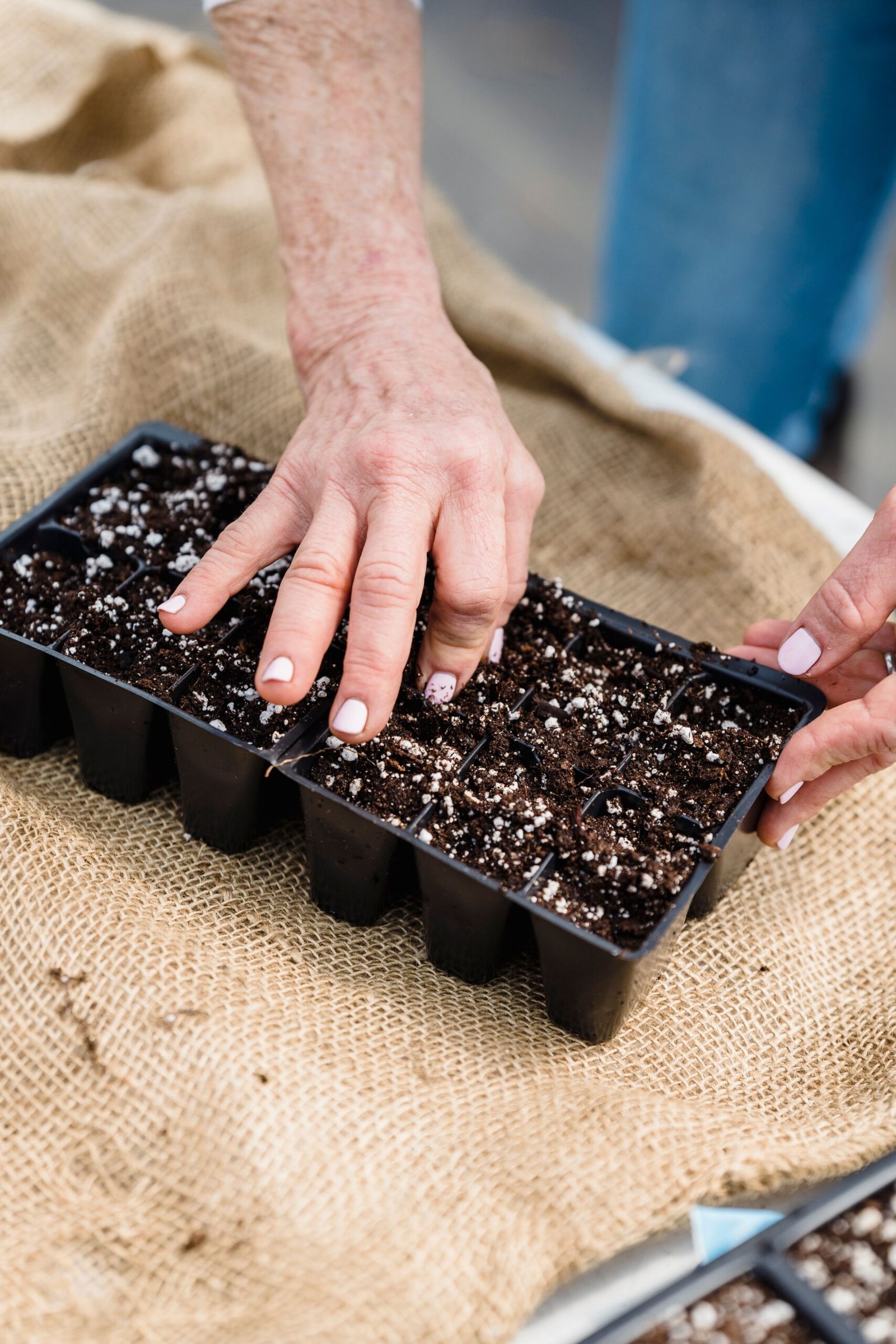 Hands sowing seeds into a tray filled with growing medium