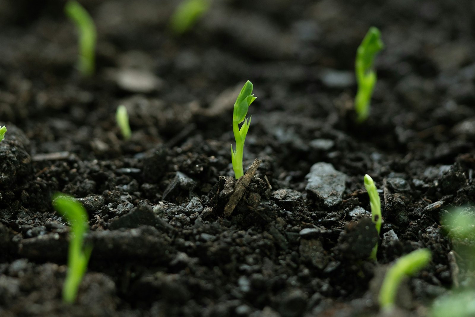Seedlings in dark media