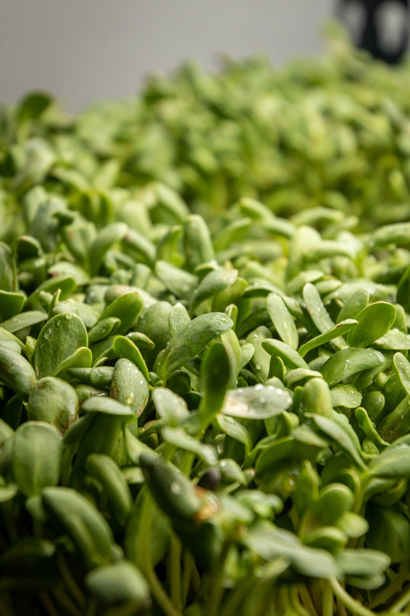 Fresh sunflower microgreens