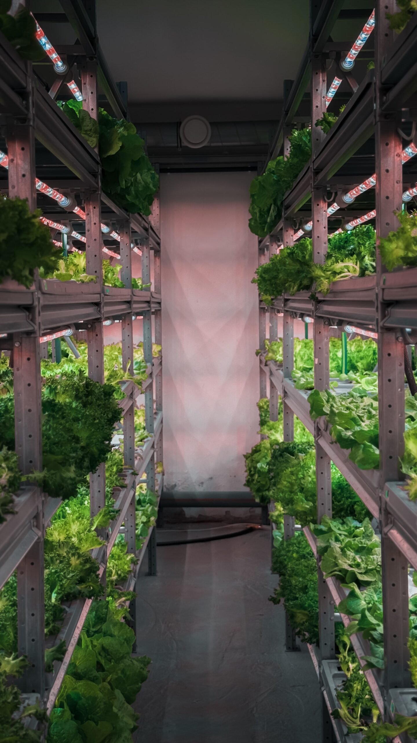 Rows of leafy greens growing on vertical indoor racks